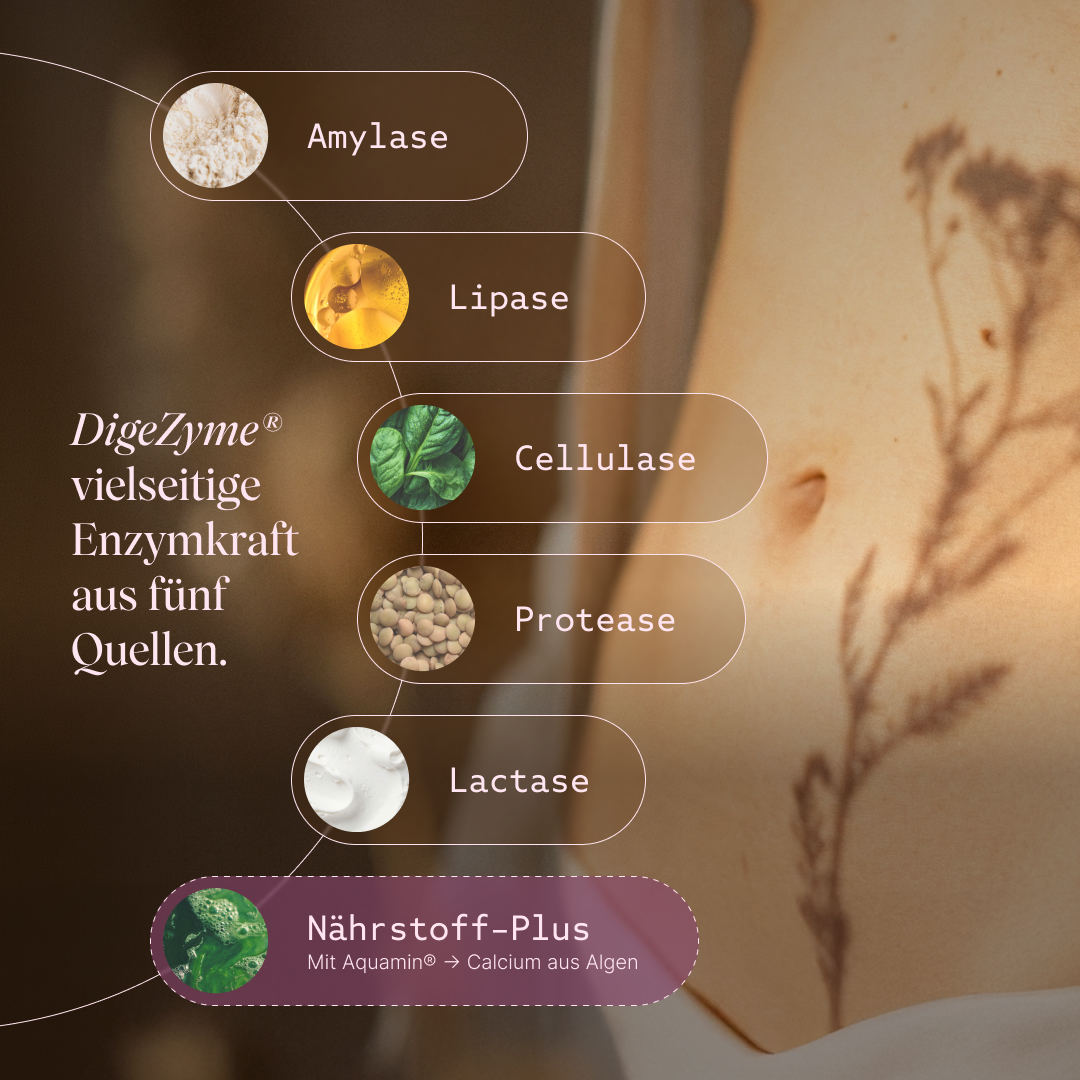 Vetain GUTPro 360°-Komplex mit DigeZyme als vielseitige Enzymkraft aus fünf Quellen: Amylase, Lipase, Cellullase, Protease, Lactase, Aquamin