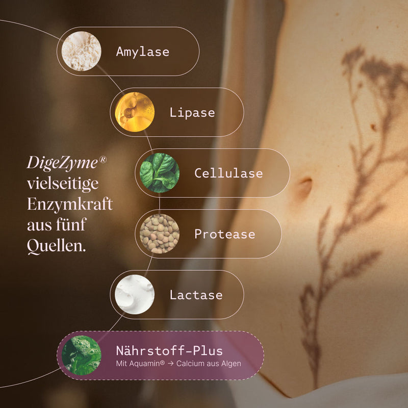 Vetain GUTPro 360°-Komplex mit DigeZyme als vielseitige Enzymkraft aus fünf Quellen: Amylase, Lipase, Cellullase, Protease, Lactase, Aquamin